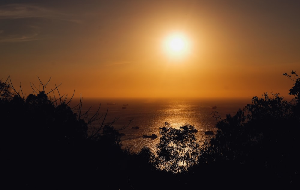 silhouette of trees beside body of water during golden hour