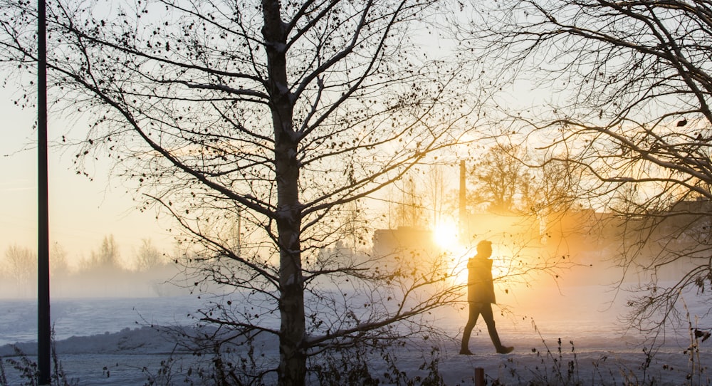 silhouette of walking person beside trees during golden hour