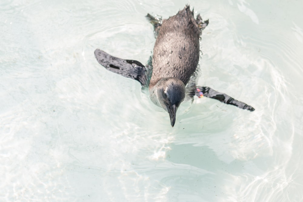 penguin swimiing