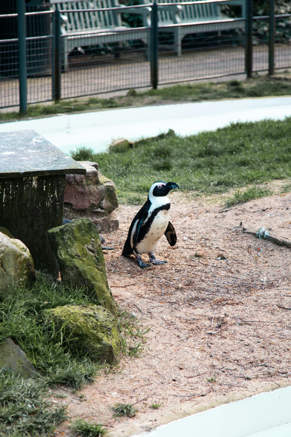 Pingüino cerca de una roca cubierta de musgo