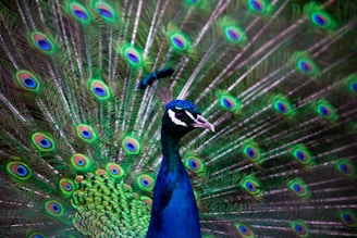 blue and green peacock