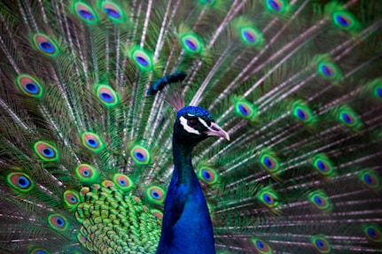 blue and green peacock