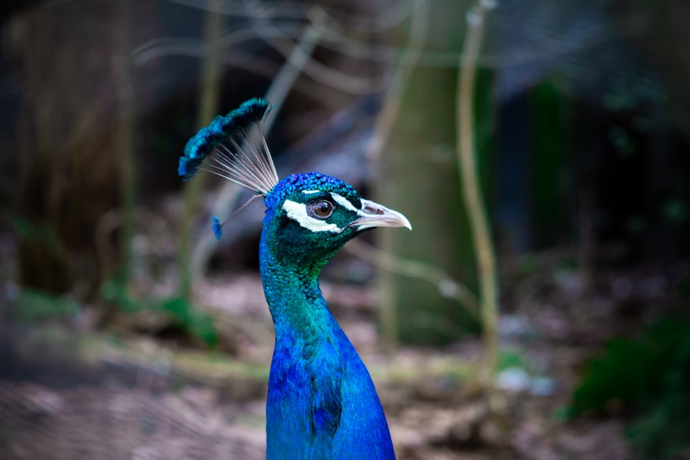 closeup photo blue bird