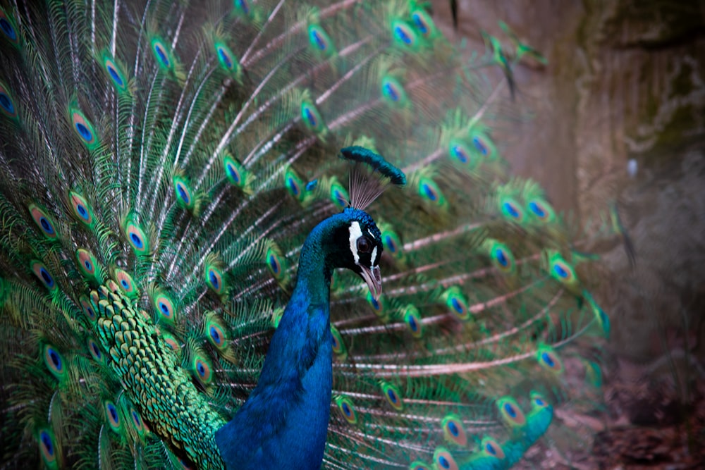 blue and green peacock in close-up photo