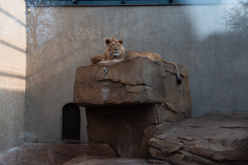 lion on rock in zoo