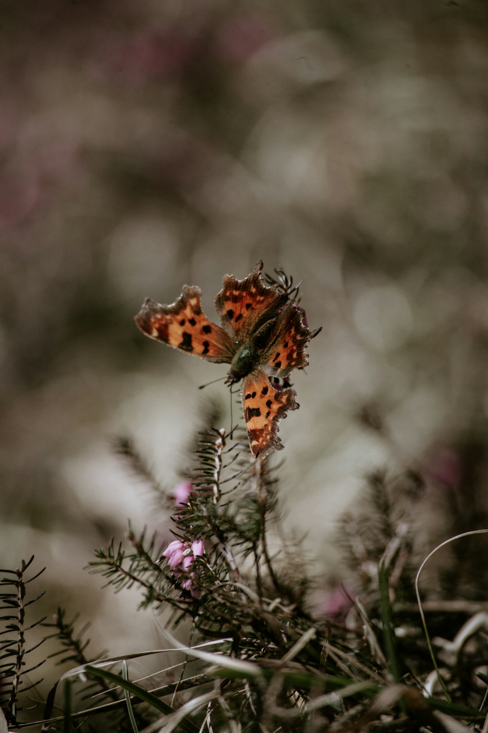 selective focus photography of orange butterfly