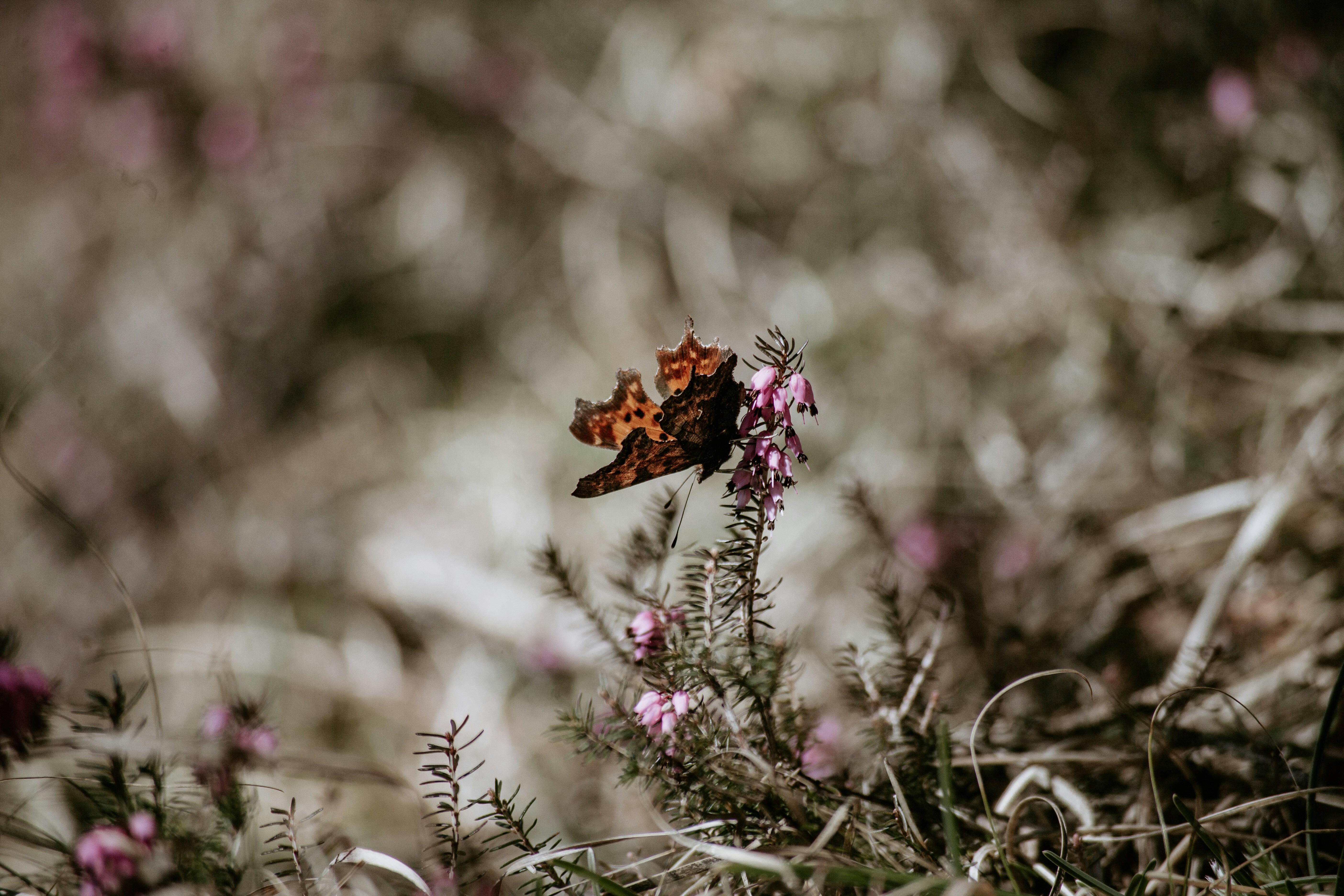 Photo by nadiacortellesi