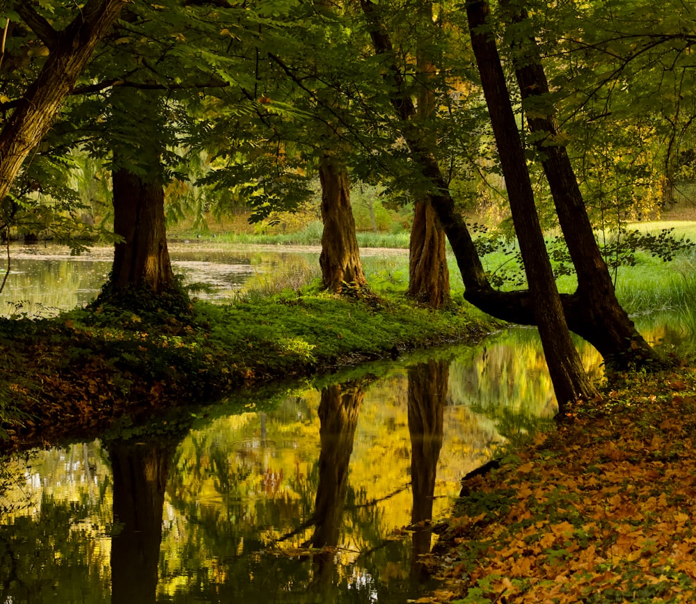 body of water and trees during day