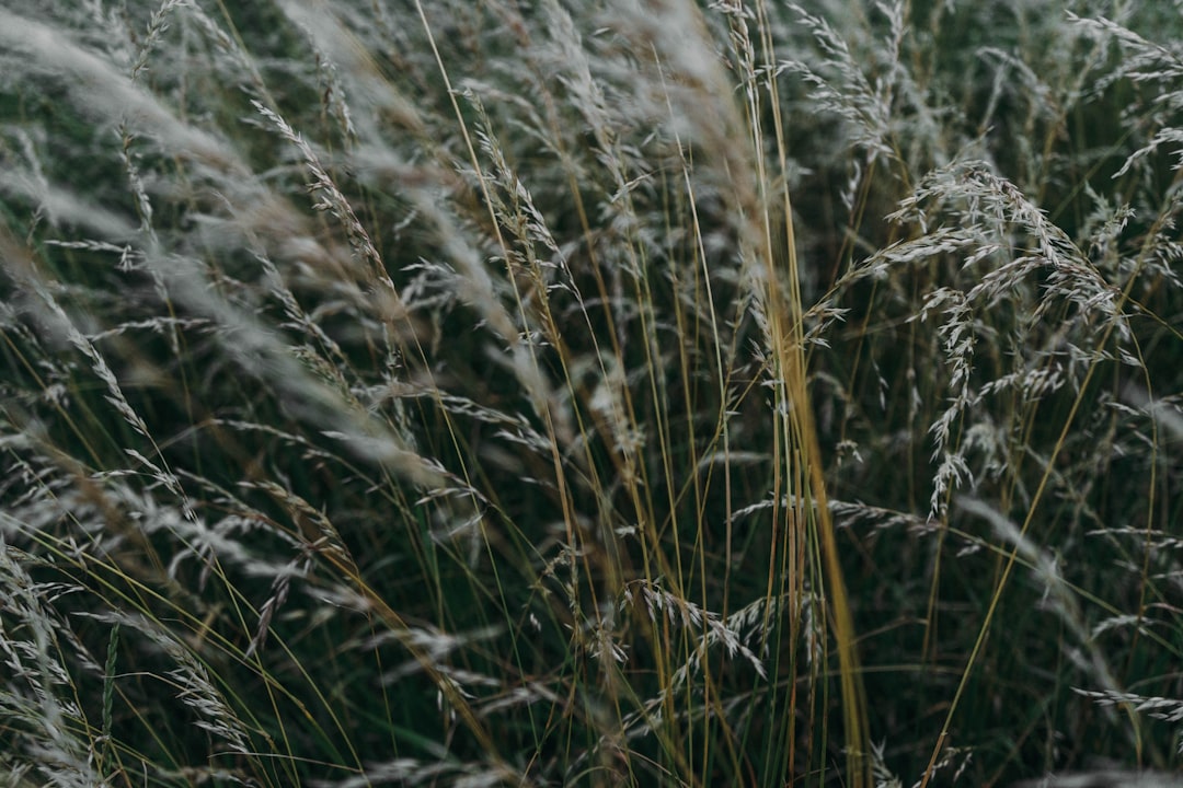 wind blowing gray plants