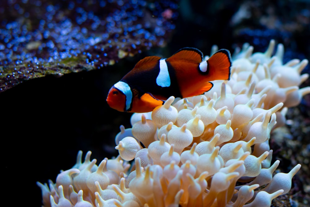 pesce pagliaccio su corallo