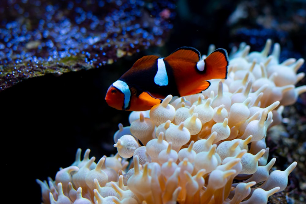 clown fish over coral