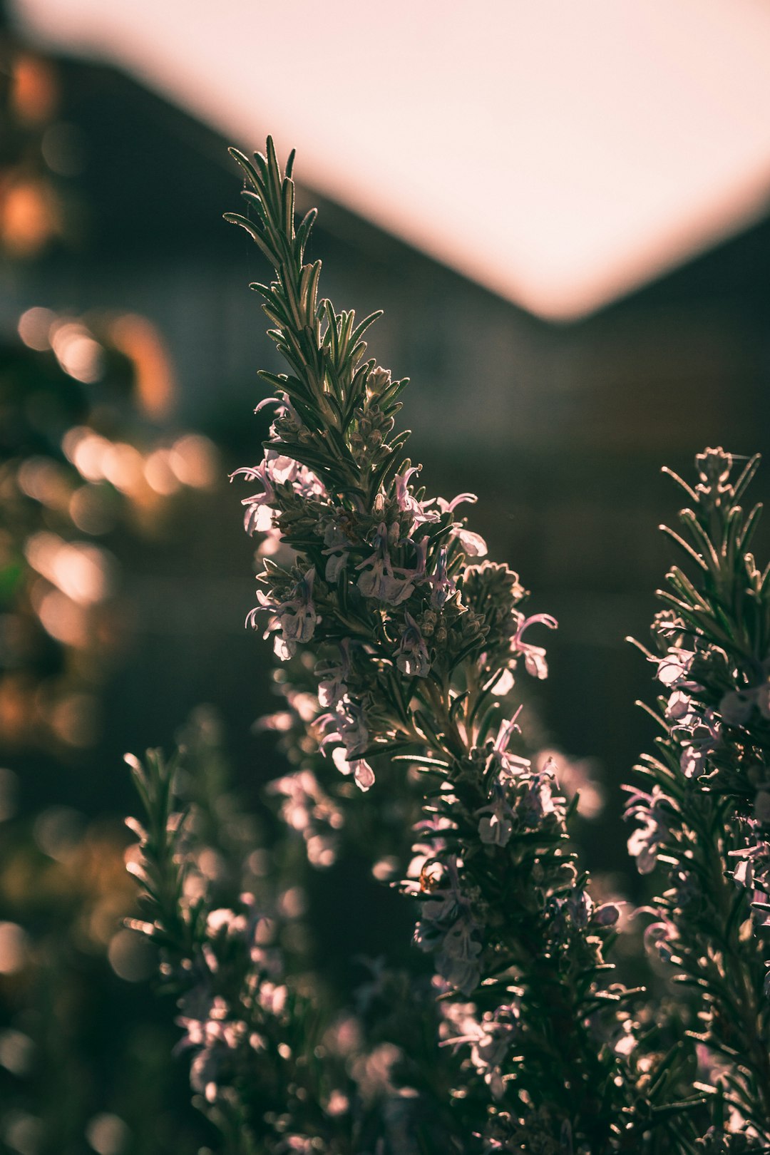 green plants