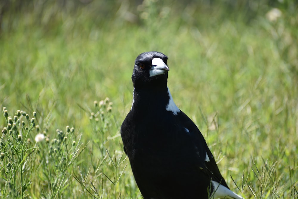 black and gray bird on green field