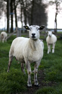 A panoramic view of the farm with sheep in the foreground.