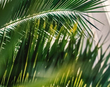 macro photography of palm leaves