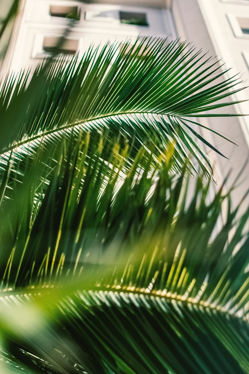 macro photography of palm leaves