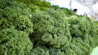 Bright green kale leaves with detailed texture catching sunlight in an open field.
