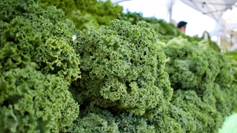 A close-up view of vibrant green kale leaves with their curly, textured surface. The fresh leaves are densely packed and fill the image, suggesting abundance and health. In the background, there is a blurred out hint of a person, possibly a vendor at a market stall.