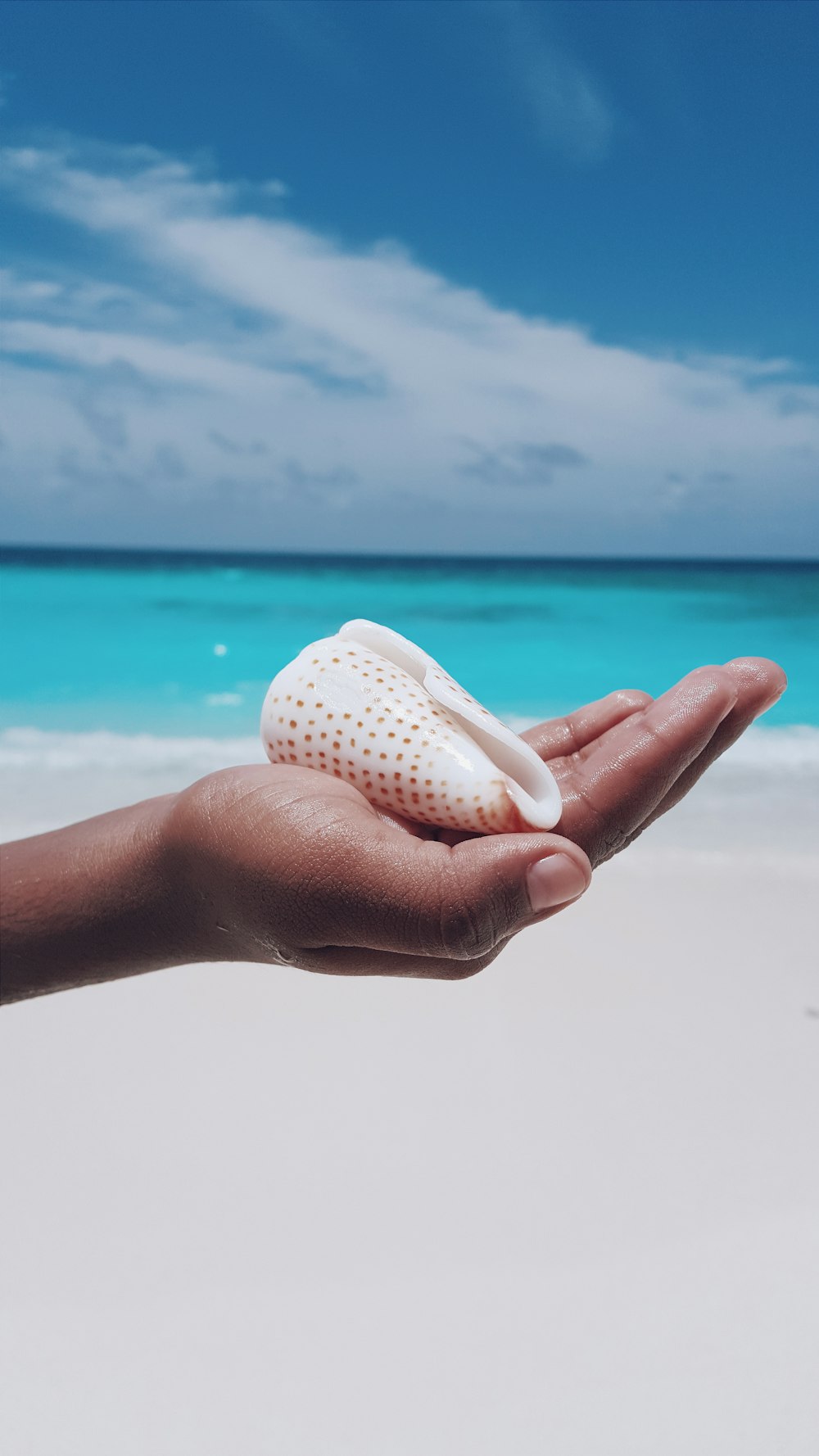 person holding brown seashell