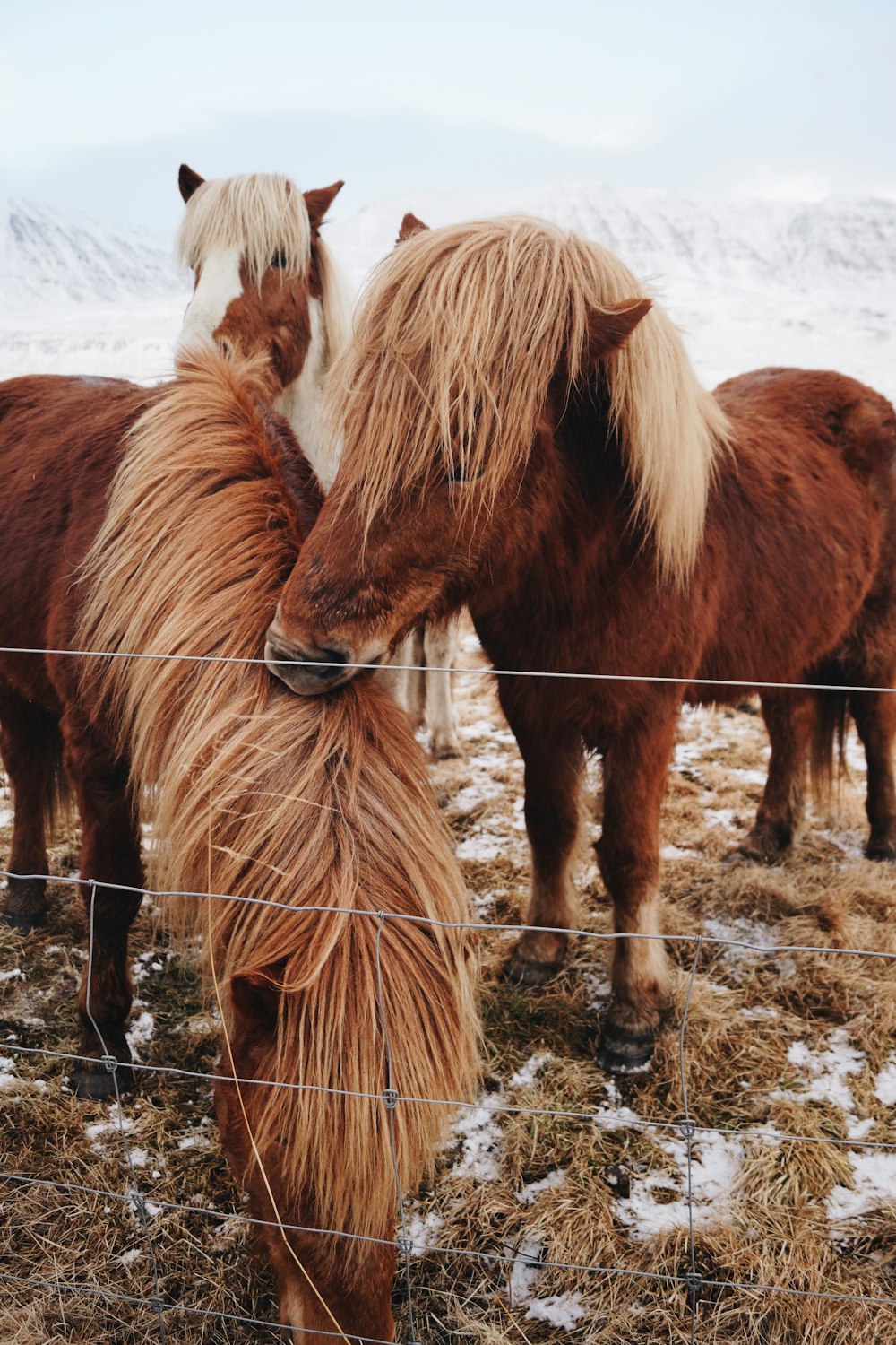 three brown horses on field during daytime