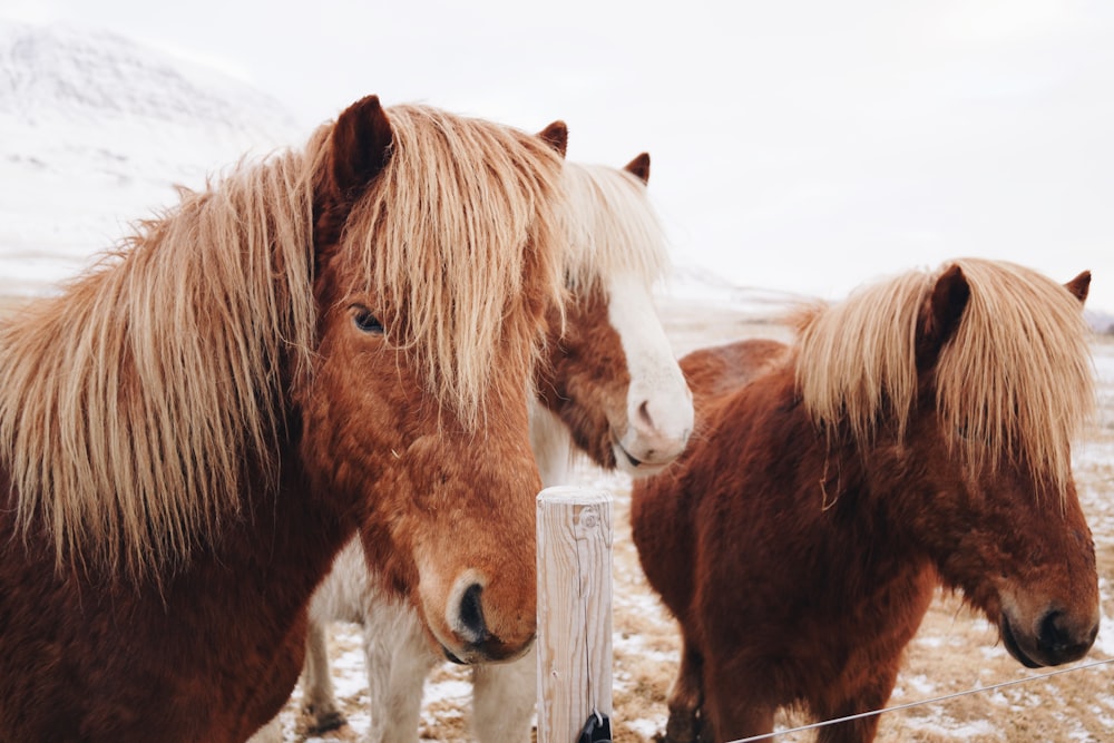 Tres caballos