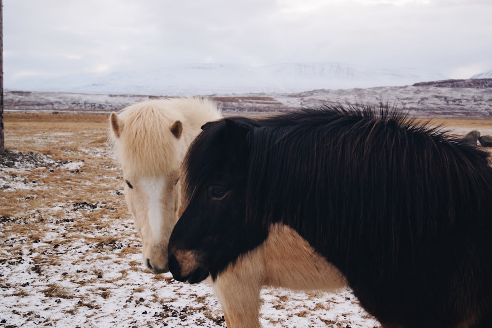 two white and black horse