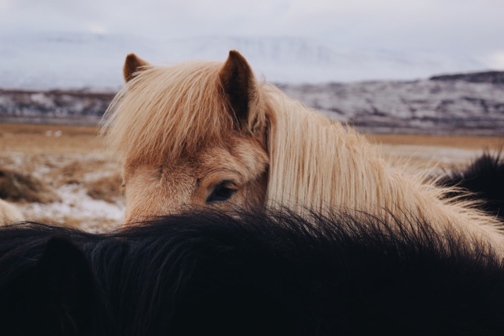 Cavalos pretos e marrons em close-up photograhpy
