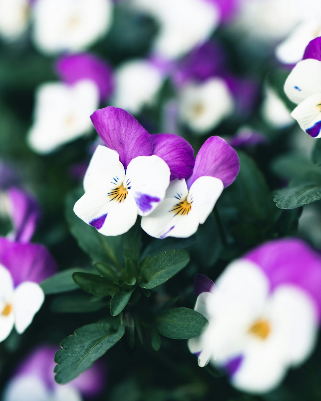 white petaled flower