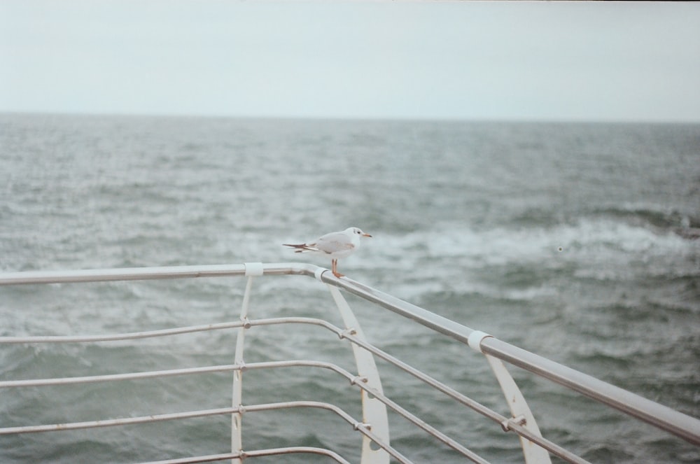 white bird perch on gray metal handrail