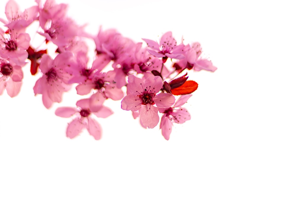 pink flowers