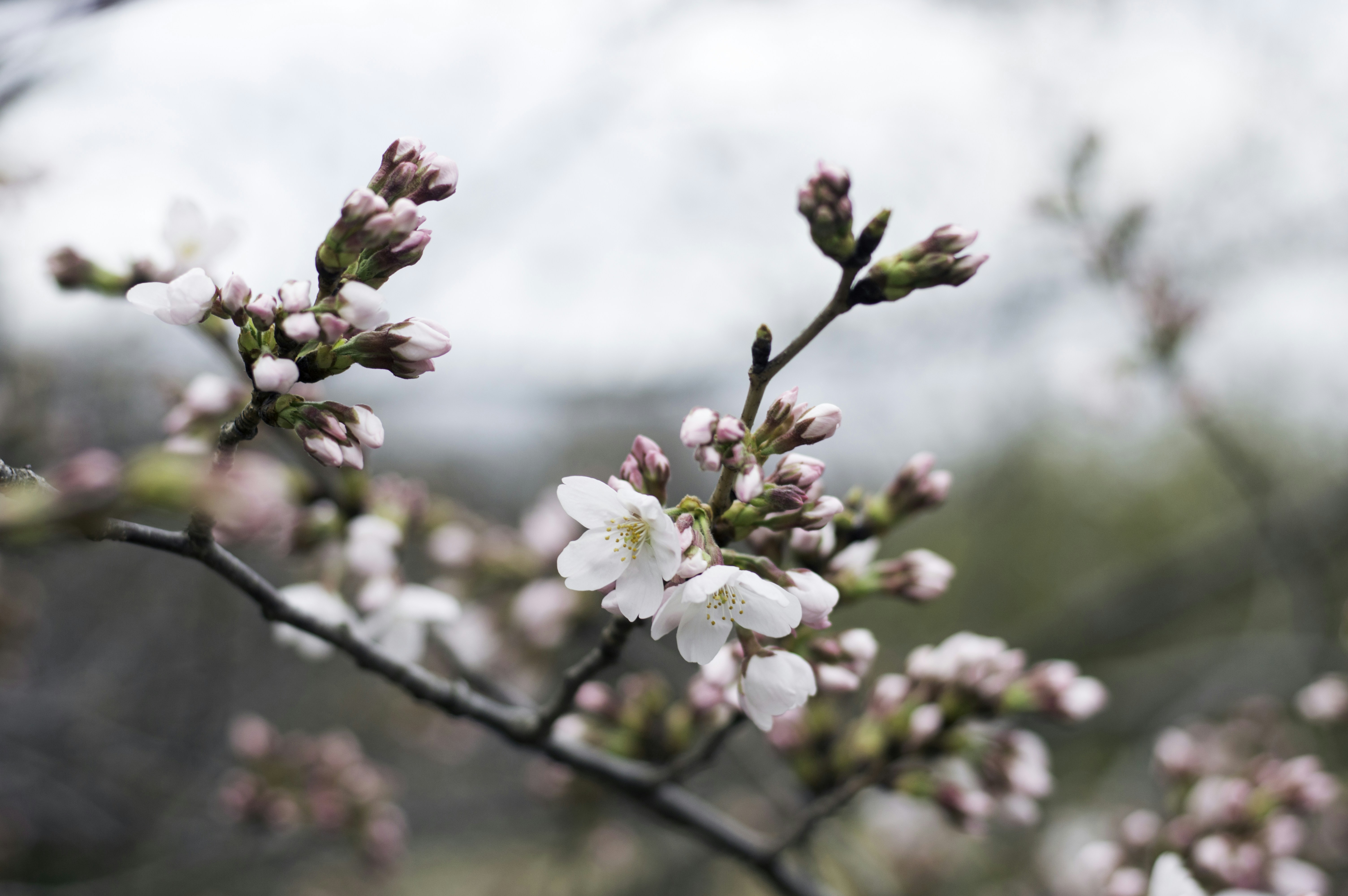 Photo by paracetamol