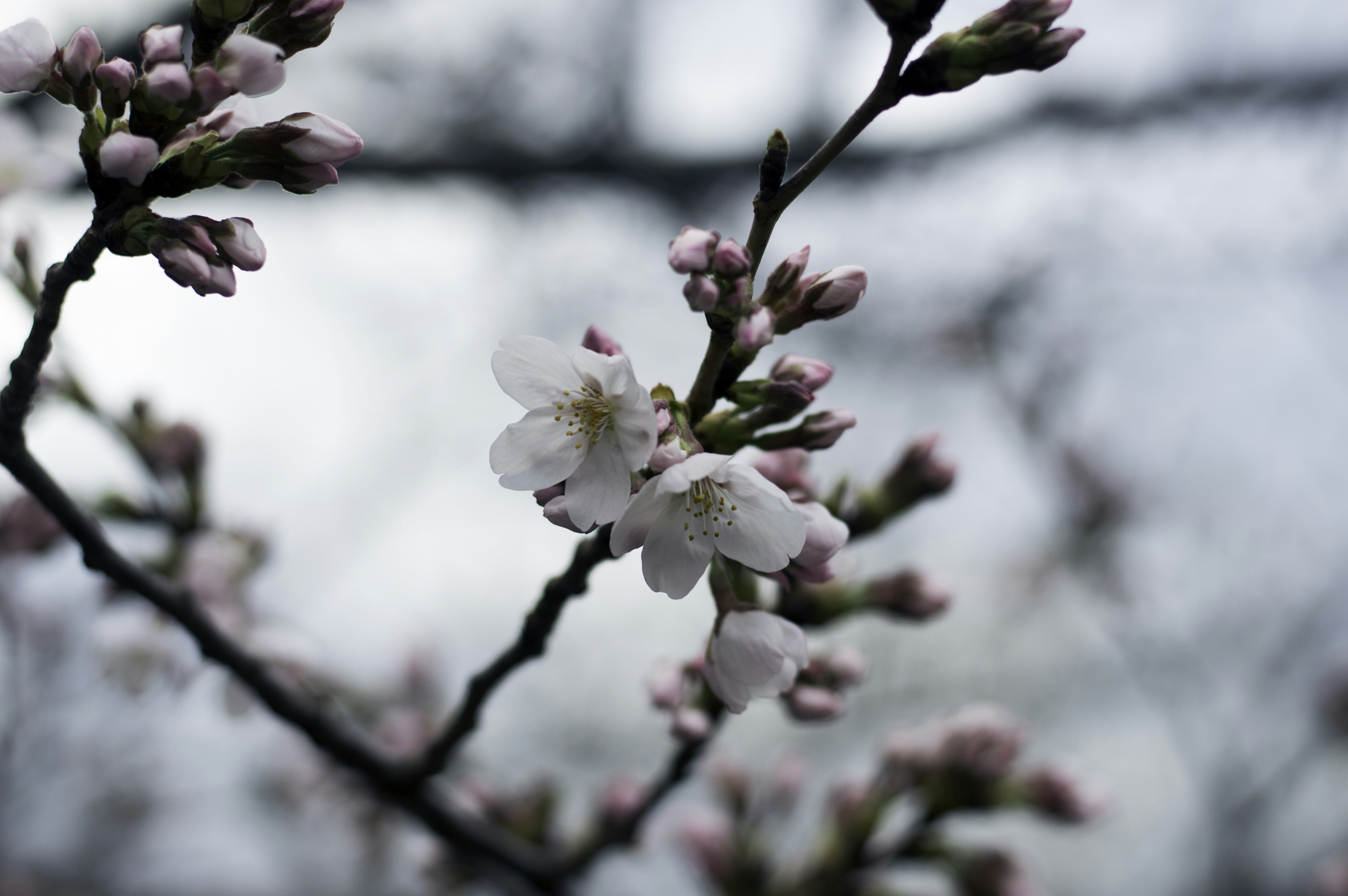 Photo by paracetamol