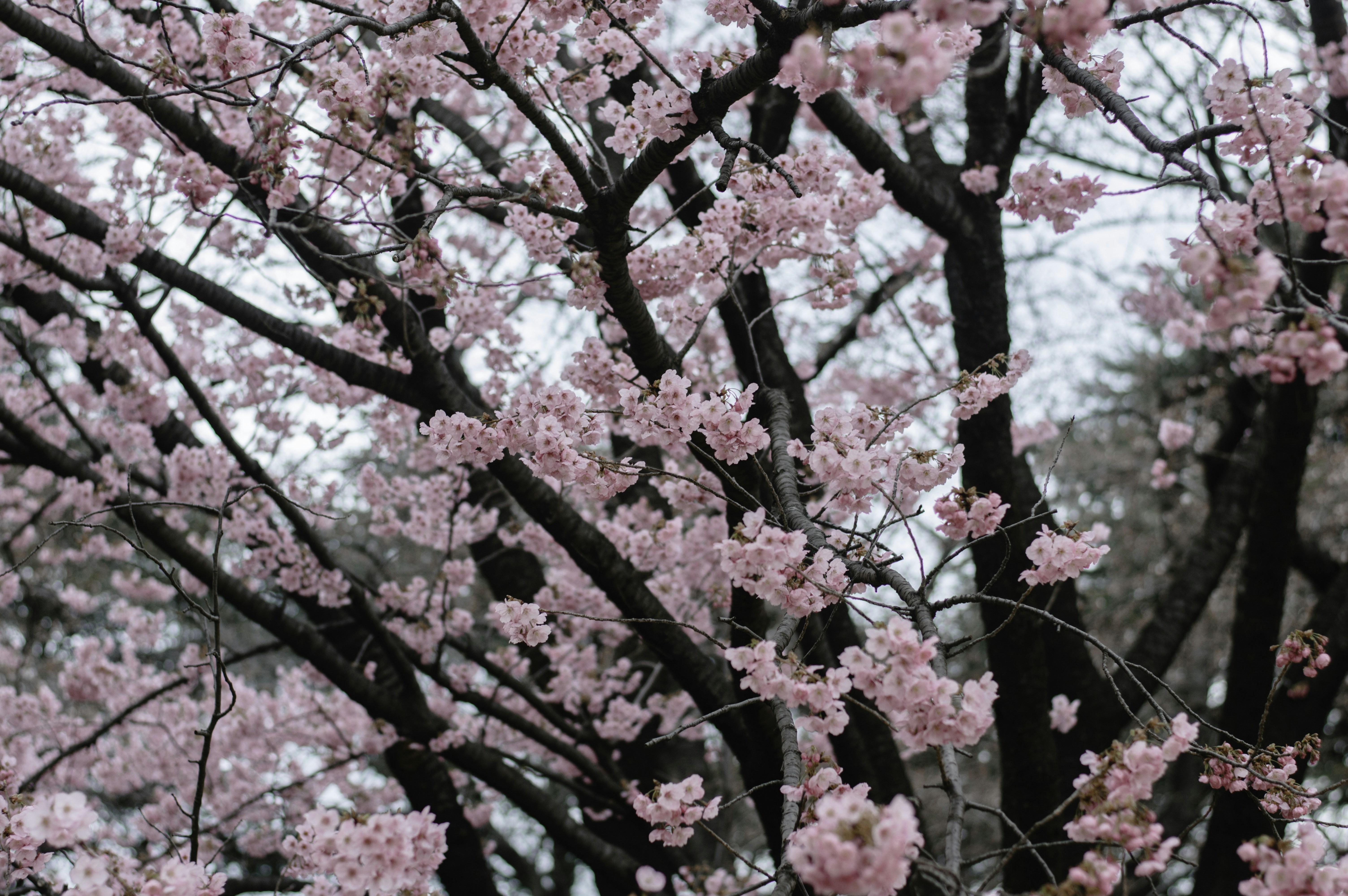 Photo by paracetamol