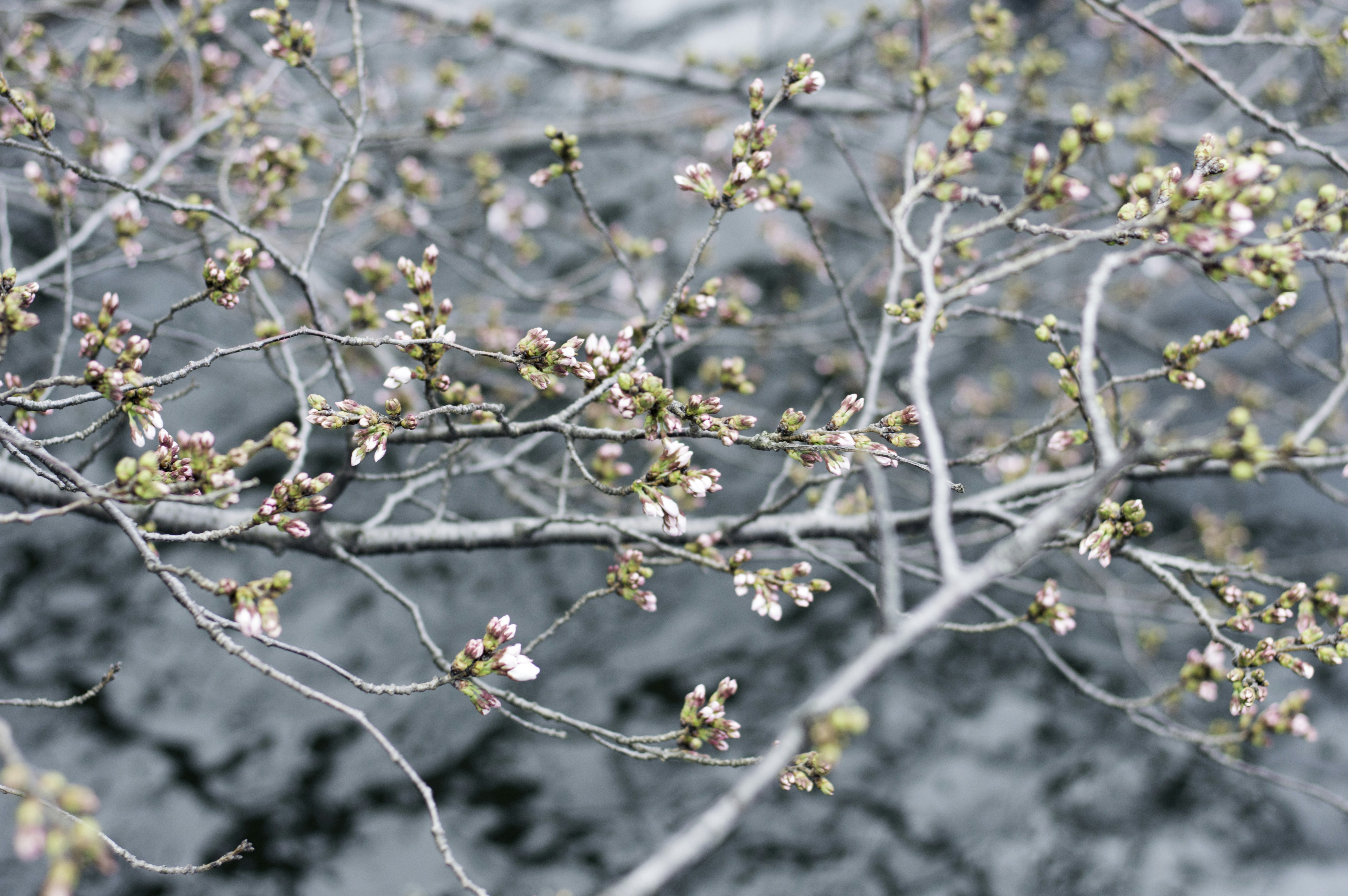 Photo by paracetamol