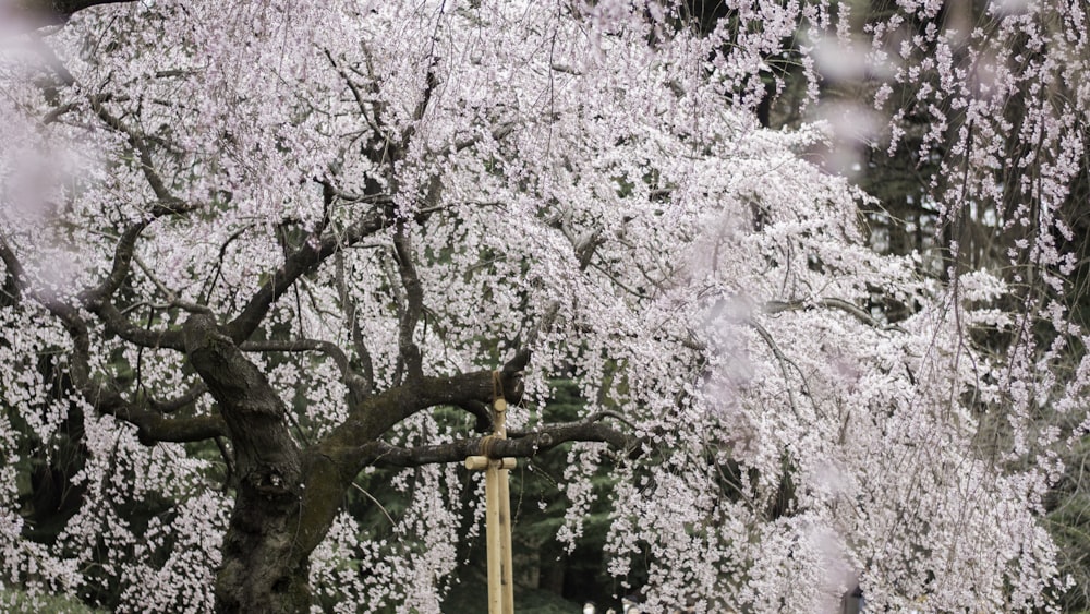 photo d’arbres Sakura
