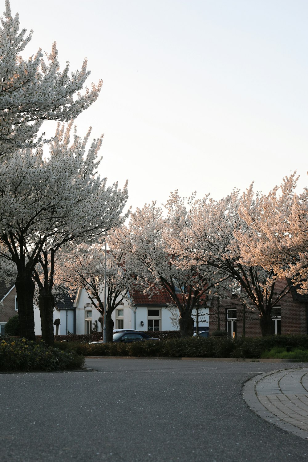 trees near house