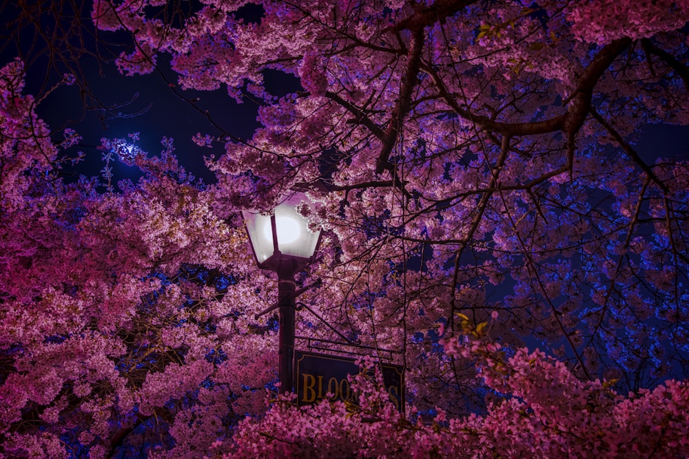 Featured image of post High Resolution 1080P Cherry Blossom Wallpaper r multiwall is a subreddit for sharing multimonitor wallpapers if you want to share a large non wallpaper image please submit it as a request to make it into a wallpaper or edit it yourself so that it has a aspect ratio