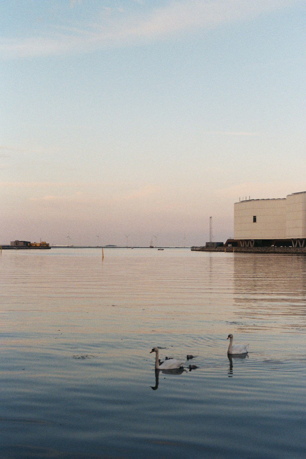 two geese on body of water