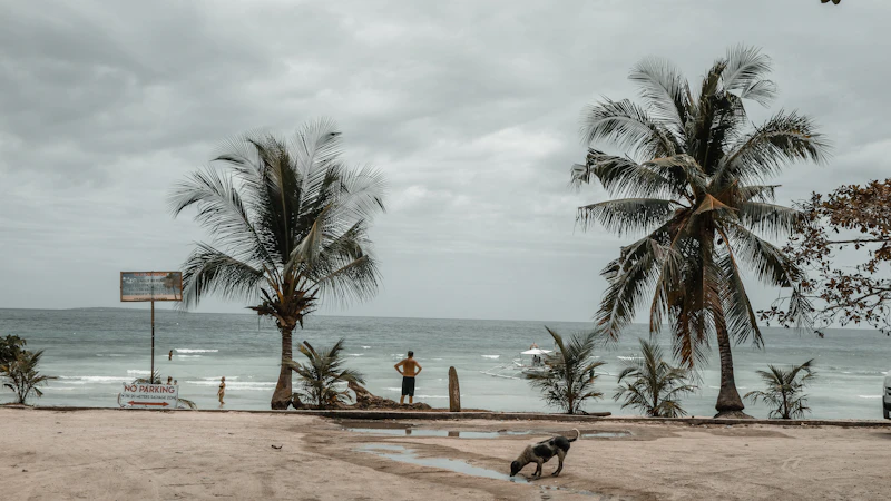 Best Pet-Friendly Hotels and Stays in Bohol for Travelers With Furry Companions