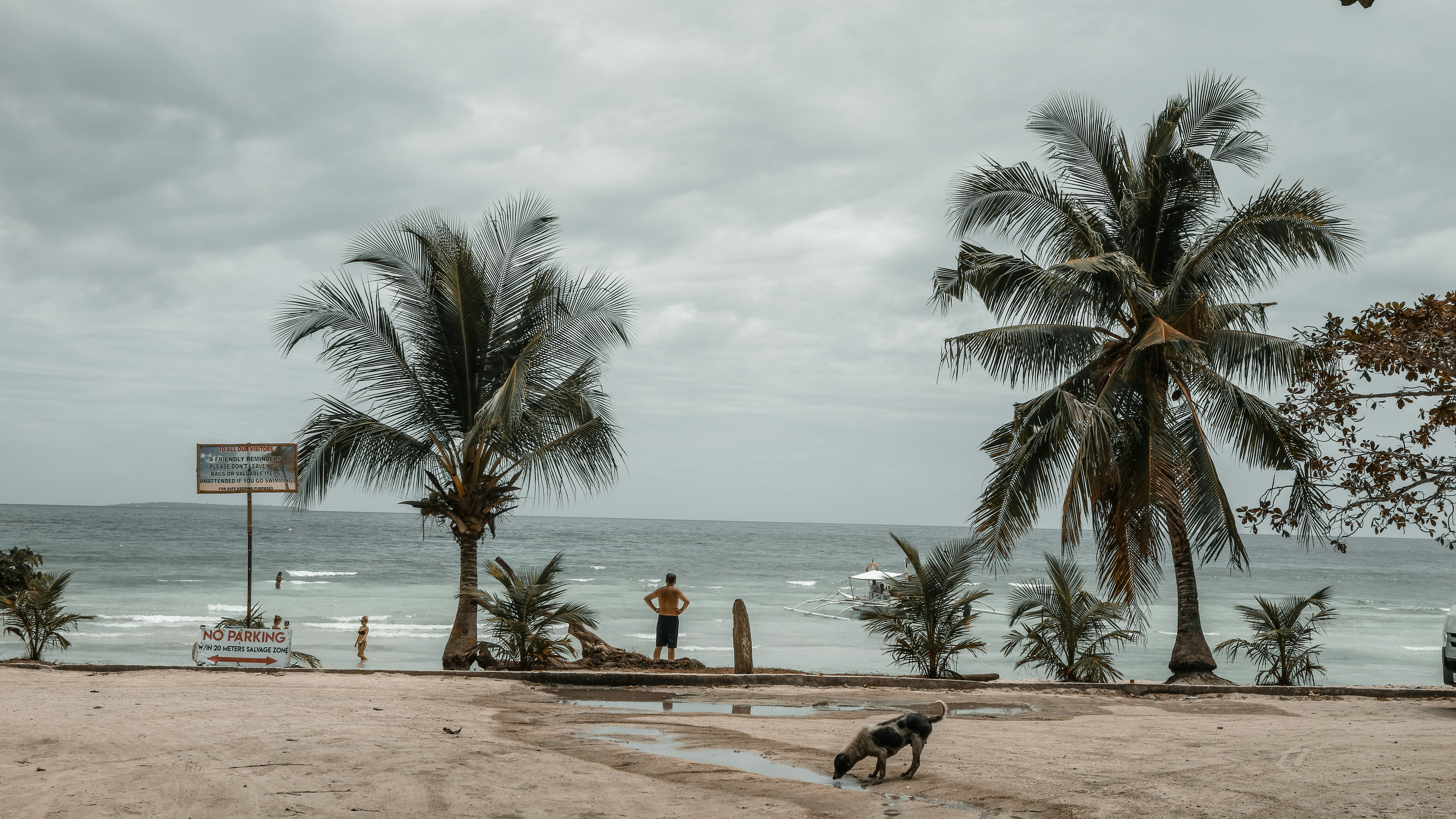 Fur, Fleas, and Fierce Humidity: The Honest Guide to Raising Pets in Paranaque