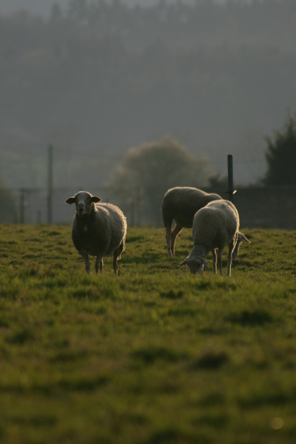 three sheep on green grass field