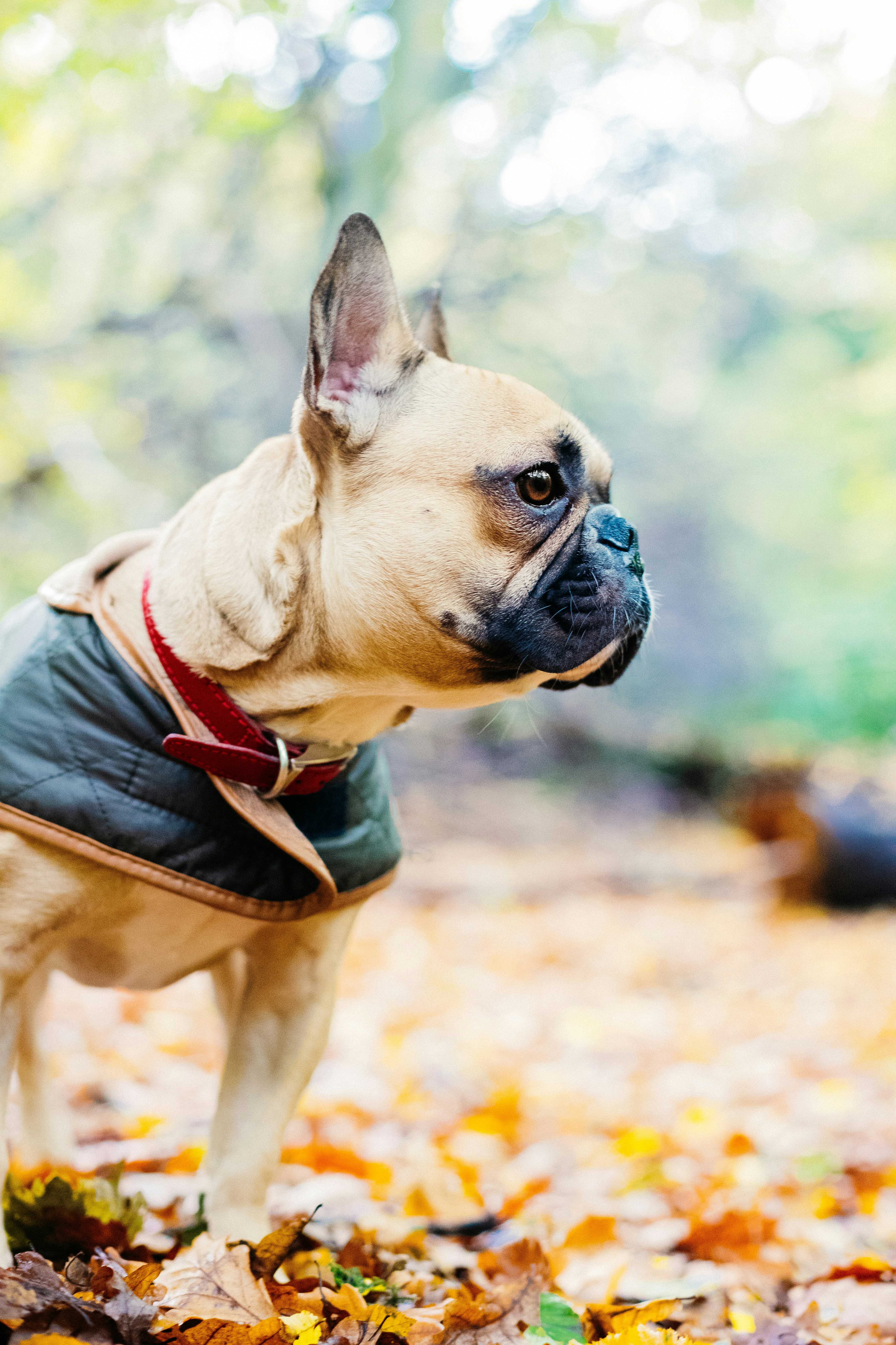 frenchie tear stains