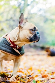 Bulldog frances canela necesidades