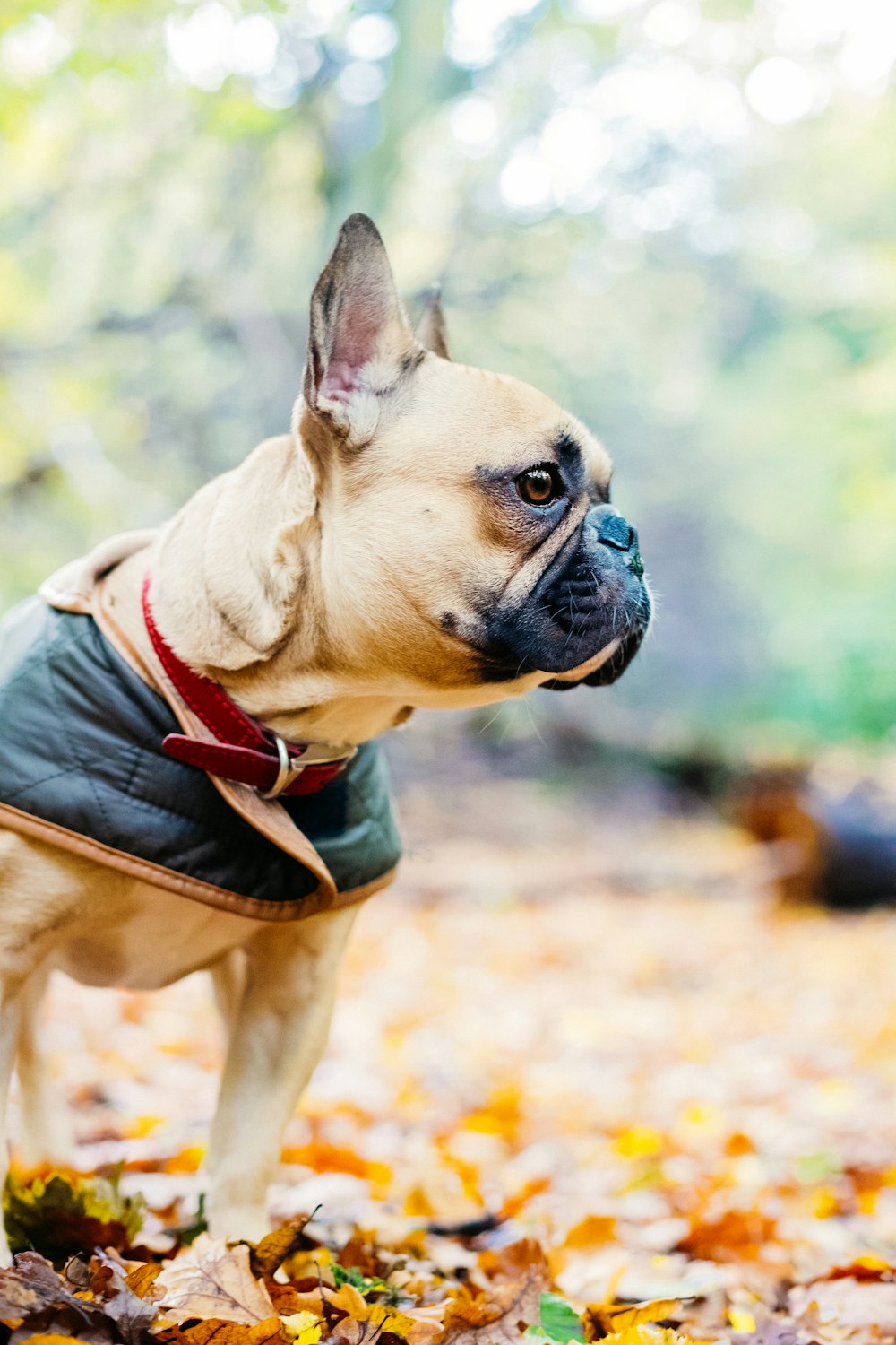 dog standing in open area