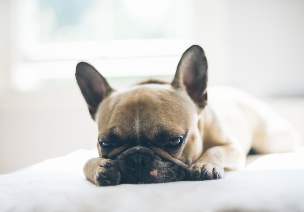 brown puppy lying on textile