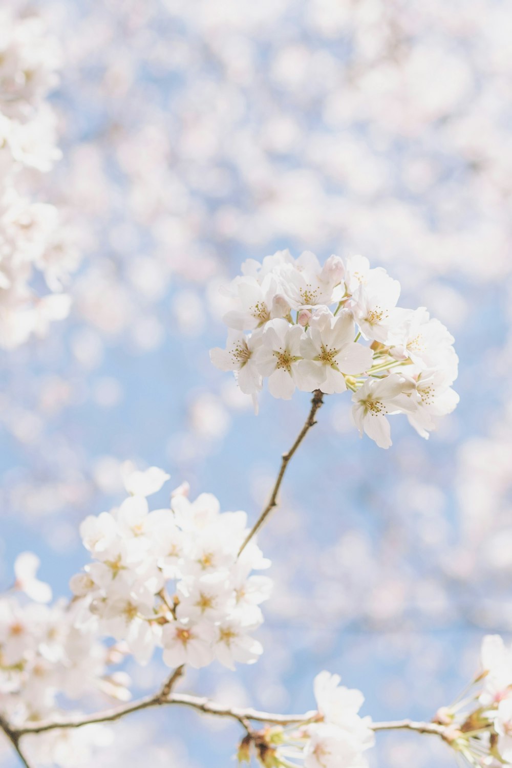 흰 꽃잎 꽃