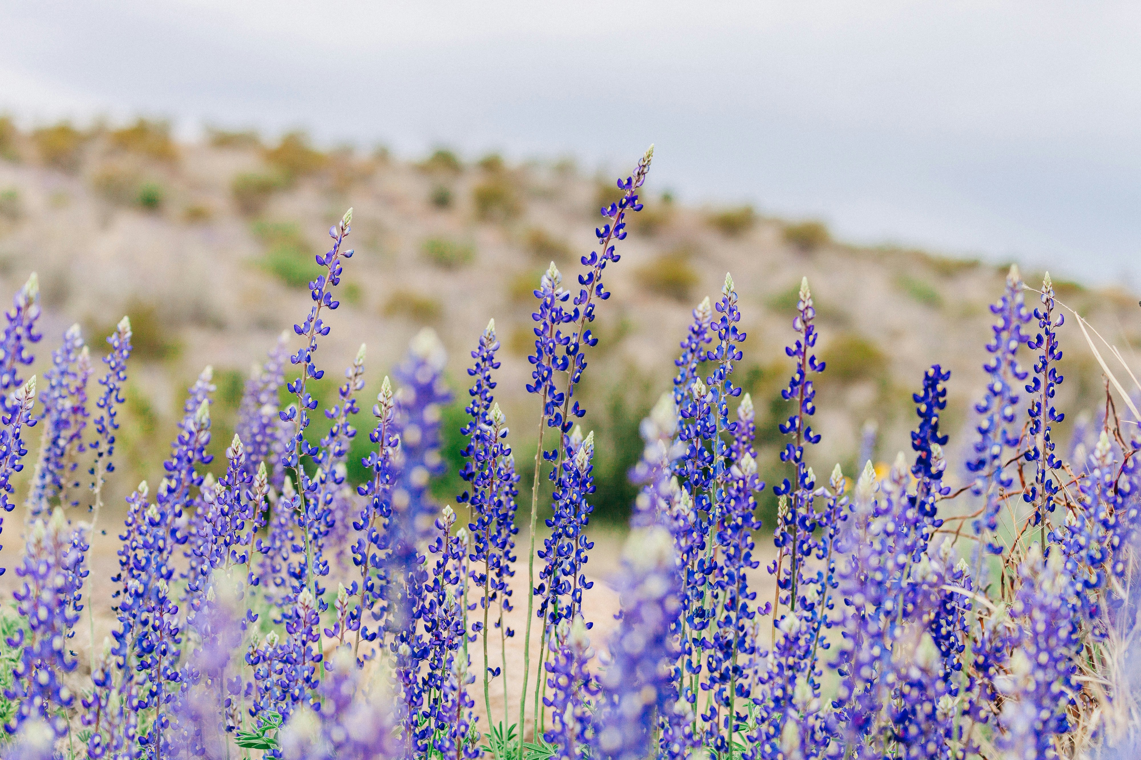 purple lavenders