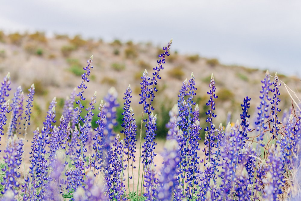 purple lavenders