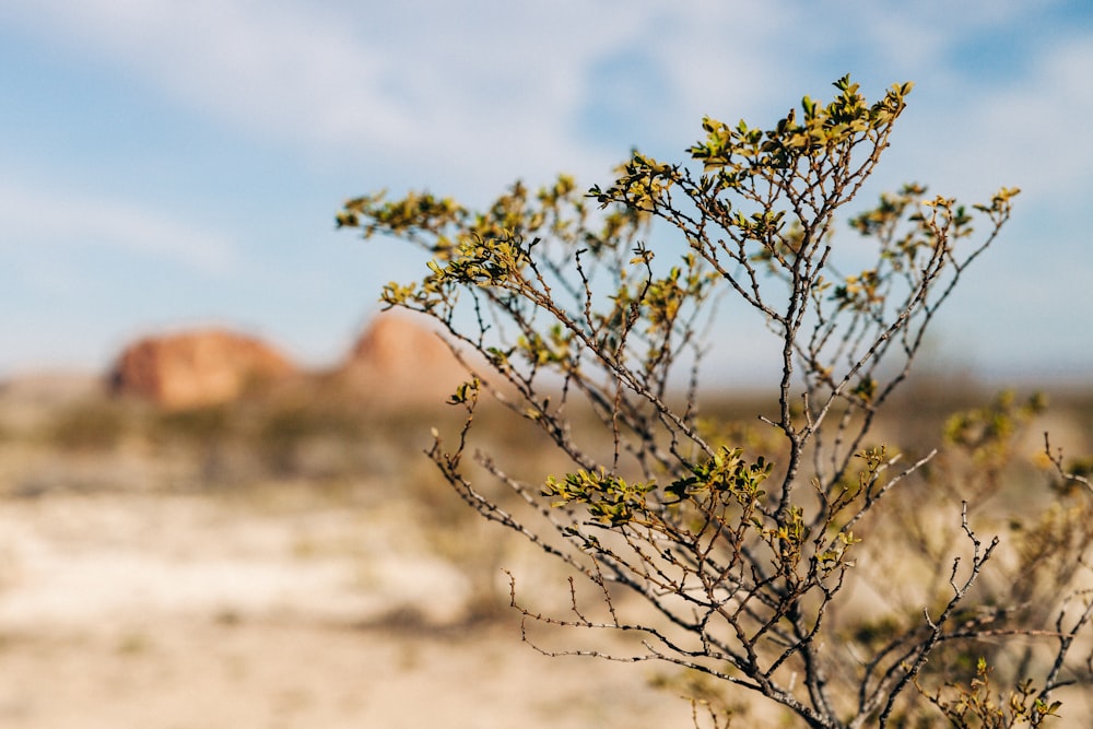 selective focus photography of green-leafed plant