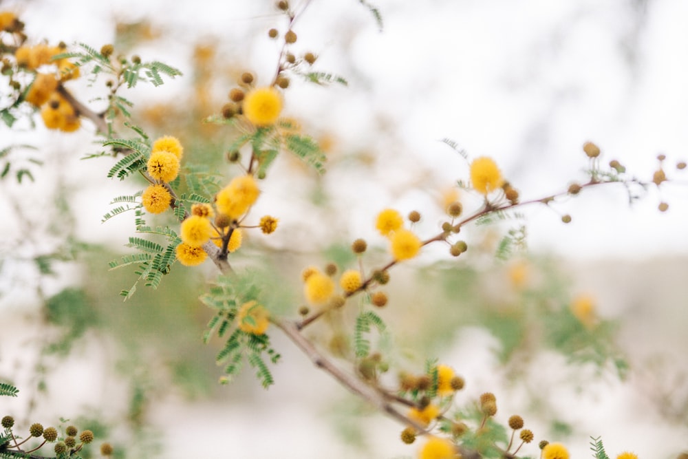 selective photography of yellow flowers